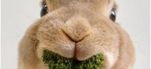 25 фото из жизни  милейших кроликов,  которых вам захочется срочно тиснуть
