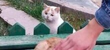 20+ смешных котеек, которые подарят добрую порцию позитива