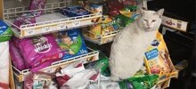 Девушка подобрала кота, который сидел у магазина и выпрашивал внимания