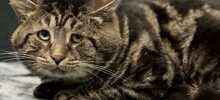 Пожилой грустный кот не верил тому, что на него обратили внимание
