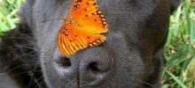 30 чудесных кадров с животными, которые встретили бабочек
