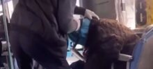 В Хабаровском крае водитель выбросил пенсионерку из автобуса