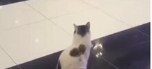 Мужчина, потерявший свою кошку полгода назад, случайно увидел её в аэропорту