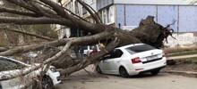 Падение огромного дерева на машину с пассажирами попало на видео