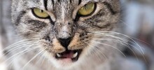 Кот укусил жителя Великобритании и он заразился неизвестной инфекцией