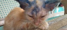 30 трогательных фото животных, которым подарили новую жизнь