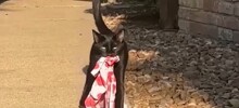 Хозяйка кота-клептомана извинилась за поведение питомца и предложила соседям забрать свои вещи