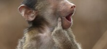 40 уморительных фото животных с конкурса Comedy Wildlife