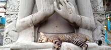 Коты – ценители искусства