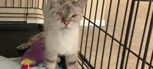 20 счастливых питомцев, у которых теперь есть дом