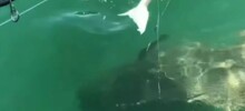 Гигантская рыба молниеносно сжирает акулу на глазах у изумленных рыбаков