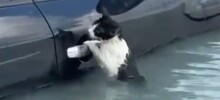 Полицейские спасли кота, который повис на ручке двери автомобиля во время наводнения