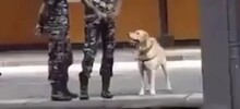 Забавная реакция служебного пса на команду «вольно»