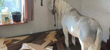 В Оренбурге после наводнения белого коня снимали с верхнего этажа с помощью манипулятора
