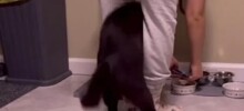 Нетерпеливый кот пытается добраться до миски с кормом