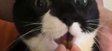 Хозяин кормит с руки любимого кота