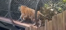 Тигр своеобразно поприветствовал туристов