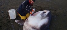 10 занимательных изображений, которые оценят любознательные люди