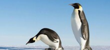 25 доказательств того, что Антарктида — самое безумное место на Земле