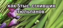 "Мы круто влипли": десятки торговцев цветами прогорели, решив заработать на 8 марта