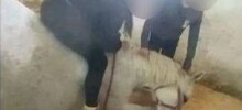 В Нижнем Новгороде ученицы конной школы избили лошадь и попали под проверку