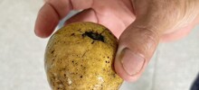 Российские туристы попробовали дикой хурмы в Таиланде и получили удар по кошельку и здоровью