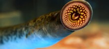 Без клыков, но с аппетитом: 10 реальных существ, которые действительно пьют кровь и легко сделают Дракулу одной левой