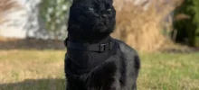 20 котиков, которые размышляют, философствуют и дают советы