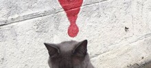 20+ котиков с умилительными мордашками, способными растопить даже самое чёрствое сердце