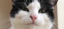 20+ котеек, которые ежедневно решают важные задачи и дают нам ценные жизненные уроки