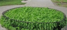 Жители Бийска пожаловались в мэрию на конопляную клумбу в центре города