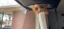 Существа с другой планеты: 22+ доказательства абсолютной странности котиков