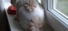 20 нелепых стрижек усатых модников