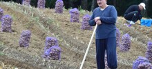 «Поможем братьям россиянам»: Лукашенко пообещал вырастить больше картофеля
