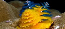 8 невероятно красивых морских существ