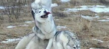 Собаки-улыбаки: 20 хвостатых, которые мастерски нарушают все законы гравитации и серьёзности