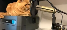 Трудовые будни хвостатых: 20 котеек, которые трудятся как люди и отлично справляются с работой