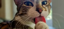 Кошачьи мечты: 20 занятий котиков в минуты лирического настроения