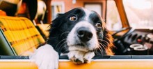 Хвостатый вояж: 25 пёселей и их друзей, с восторгом покоряющих летние дороги
