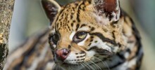 8 удивительных фактов об оцелоте — загадочной кошке джунглей