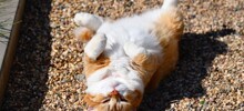 Ловцы солнца: 20 котиков, которые охотятся на солнечных зайчиков и не оставляют им шансов