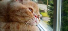 Оконные занятия котиков: 20+ философов, мечтателей и профессиональных наблюдателей