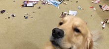 Шерстяные шкодники: 20 питомцев, которые слишком милы, чтобы на них сердиться