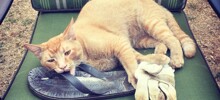 20 воришек, которых хочется простить с первой секунды кражи