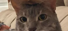 20  примеров тайных занятий котиков
