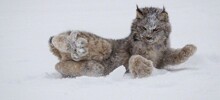 20 животных с невероятными лапами