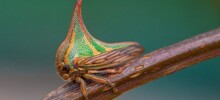 10 редких и странных, но удивительных животных