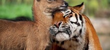 Невероятные парочки: 20 неожиданных, но очаровательных примеров дружбы среди животных