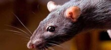 В Британии поймали самую большую за всю историю страны крысу