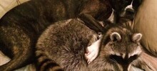 Обнимашковый релакс: 25 фото, герои которых переплюнули все подушки мира